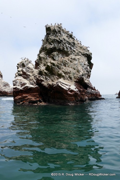 This Island is for the Birds