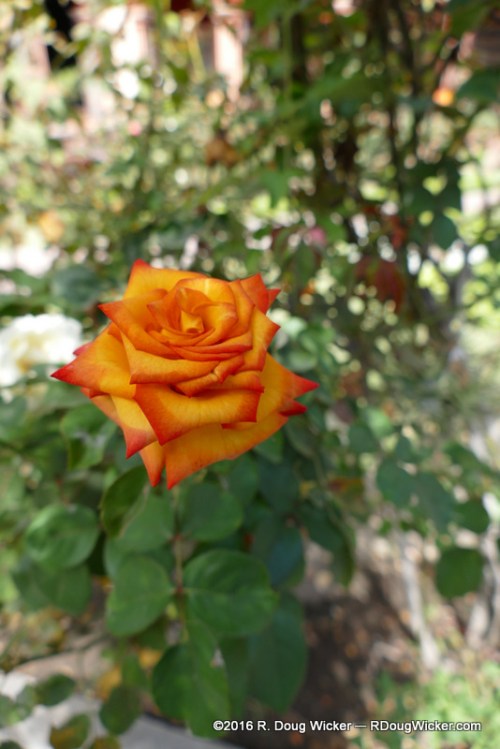 Basilica of Our Lady of the Rosary and Convent of Santo Domingo