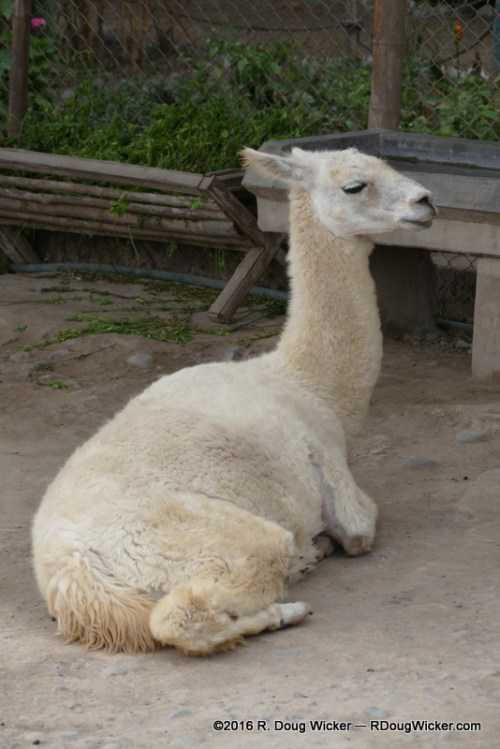 Alpaca