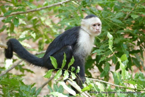 White-headed capuchin