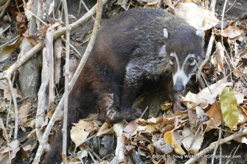 White-nosed coatimundi