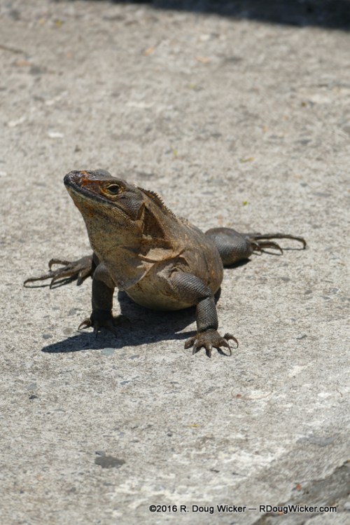 Friendly iguana