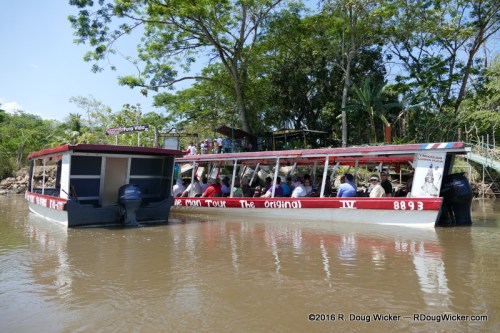 The migrating Great American Snow Bird
