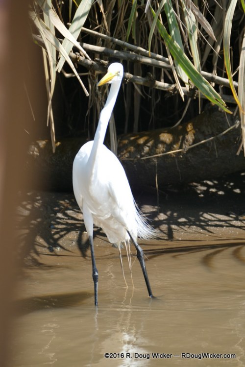 Great Egret