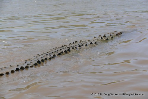American crocodile