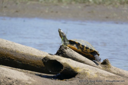 Sunbathing turtle