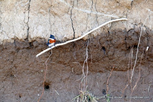 Pygmy Kingfisher