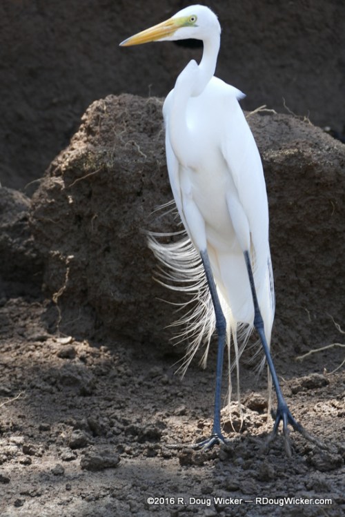 Great Egret