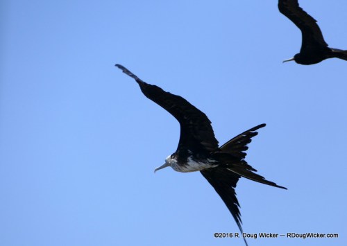 Frigate Bird in Flight