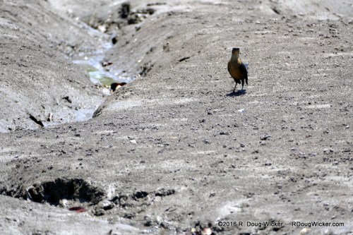 Don't Tell U.N.C.L.E, but is this a Clay-Colored Thrush? 