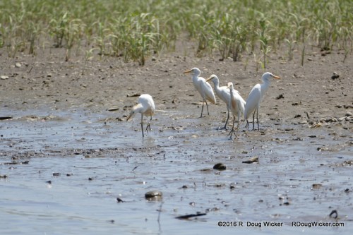 Great Egrets