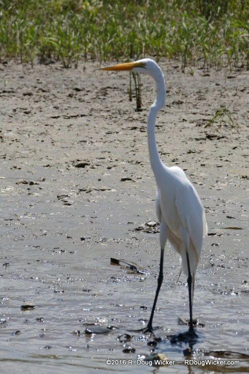 Great Egret