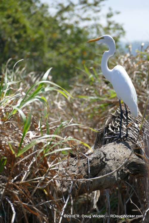 Great Egret
