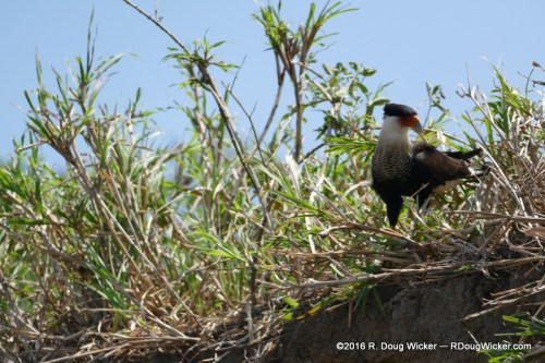 Northern Crested Caracara