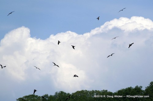 Frigatebirds