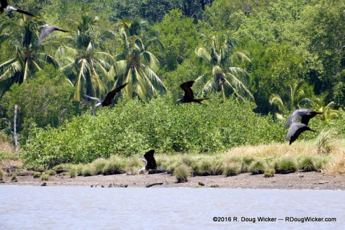 Frigatebirds