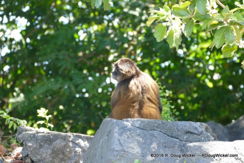 Spider monkey sunning on Monkey Island — is it Mickey, Mike, Peter, or Davy?
