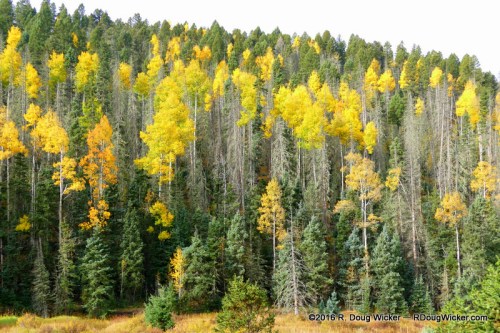 Aspens amongst the pines and firs