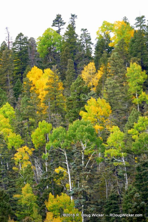 Enchanted Circle Fall Foliage Favorites