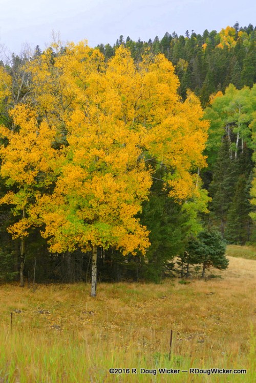 Lone aspen