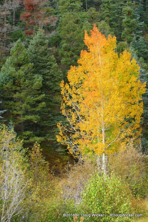 Lone aspen