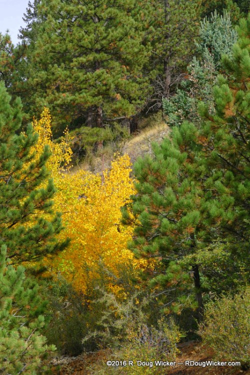 Gold Framed in Green