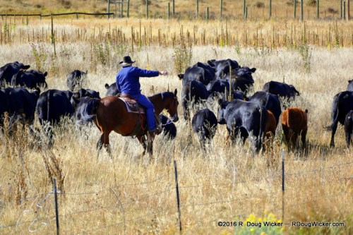 Head 'em up; Move 'em out