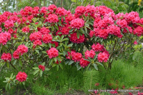 Flowers at Maritime Memorial Park
