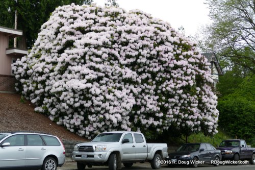 Cascading Flowers