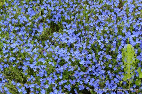 I've Seen These Flowers Before — In Anchorage