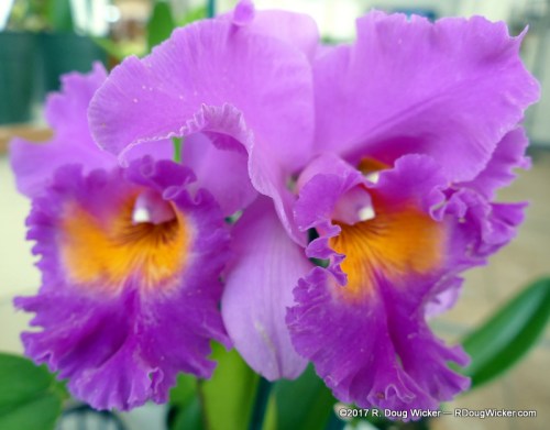 Akatsuka Orchid Gardens