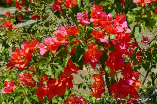Samoa Cultural Village