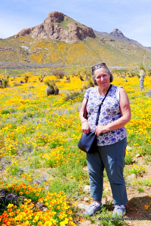 2020 Poppies 3-22-2020 7-55-56 AM